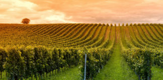 Rioja frena el crecimiento de su viñedo