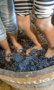 Vendimia y enoturismo en la Rioja Alavesa