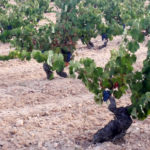 Recuperación de variedades en la DOP Alicante